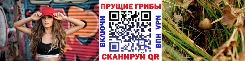 Галлюциногенные грибы MAGIC MUSHROOMS Осташков
